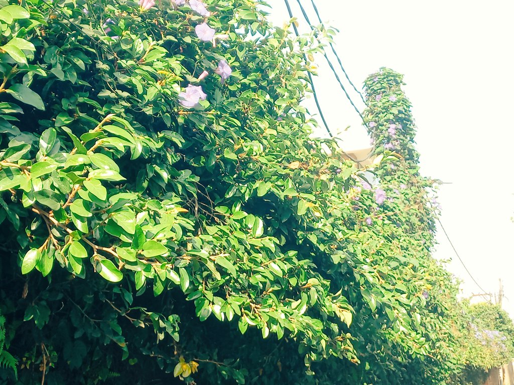 AnupOjha7's tweet photo. Exploring greenary on the wall! 🙃

We only have one option to flourish greenery in this concrete city: to promote greenery on walls through individual initiatives.
#greenaryonthewall #concretecity #exploringself #moringwalk #bushonthwall https://t.co/5igvA3SOn7