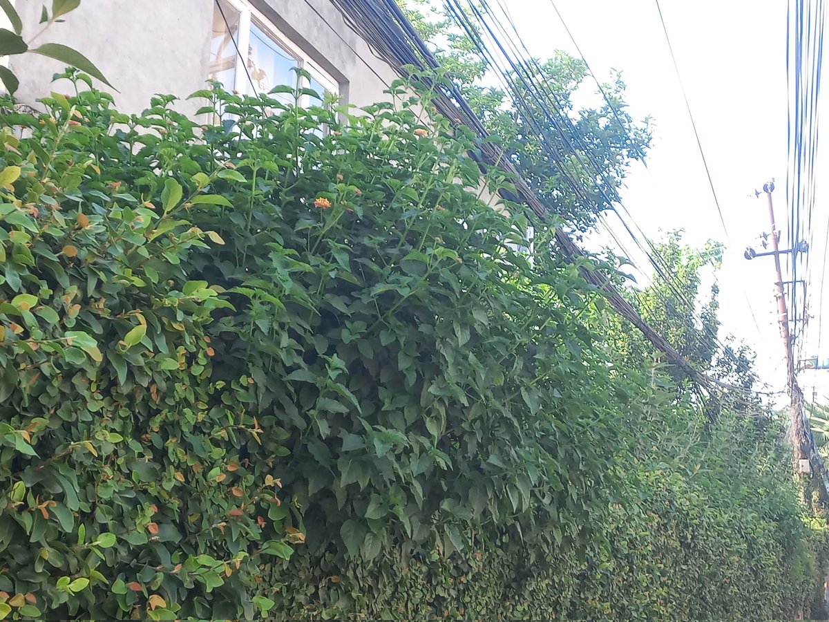 AnupOjha7's tweet photo. Exploring greenary on the wall! 🙃

We only have one option to flourish greenery in this concrete city: to promote greenery on walls through individual initiatives.
#greenaryonthewall #concretecity #exploringself #moringwalk #bushonthwall https://t.co/5igvA3SOn7