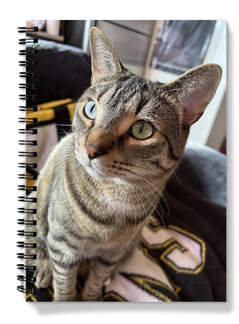 I’m about to be homeless next week and I’m selling Trouble merchandise. We have sweaters, shirts, art prints etc. This notebook is $9. Please retweet.

Comment if you want one :)