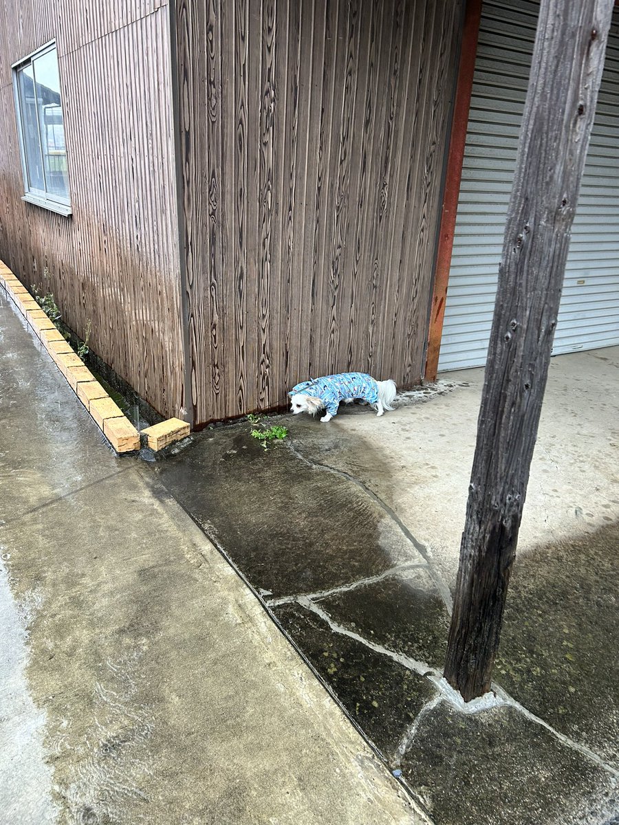 comcomcomg's tweet image. ぬれるから ここから出たくない