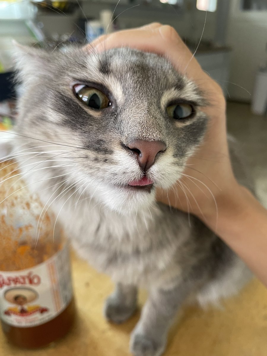 yoooasha's tweet photo. rip maggot aka my noodle aka maggot the menace aka special agent noodle aka maggot the ferocious beast aka maggot the mouse slayer aka freaky freak aka farty mcfatass aka stinky mcgee i hope the coyote who ate nothing but your lil legs suffers an unimaginably slow death 5/5/23 https://t.co/DfutlEoeOo
