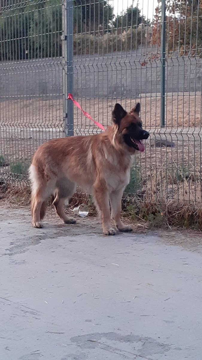 franmoyanoa's tweet photo. Perrito encontrado, en Lira Urqueta con Camino Real, solo lo podemos retener hasta las 7.30 @Prodeportes_LB @Previene_LB @lobarnechea https://t.co/7EG3rImzOz