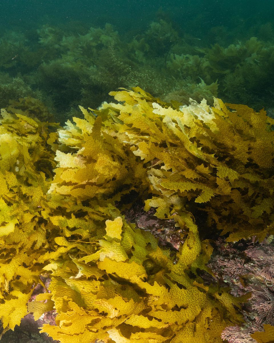 Exciting news for kelp restoration in Victoria! 

@Deakin is cultivating 6 million golden kelp spores for planting at Jawbone & Ricketts Pt marine sanctuaries, restoring Port Phillip Bay. 

#kelprestoration #goldenkelp #portphillipbay #GreenGravel #greatsouthernreef