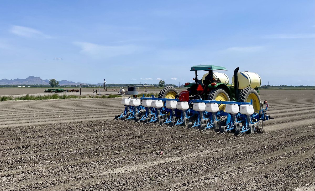 root_jason's tweet photo. Yellow Food Corn in the ground.  Plot consists of P0924, P1185, P1359, &amp; P1222.  P1870 is the field product.
#plantpioneer https://t.co/HSuqJrGKEW