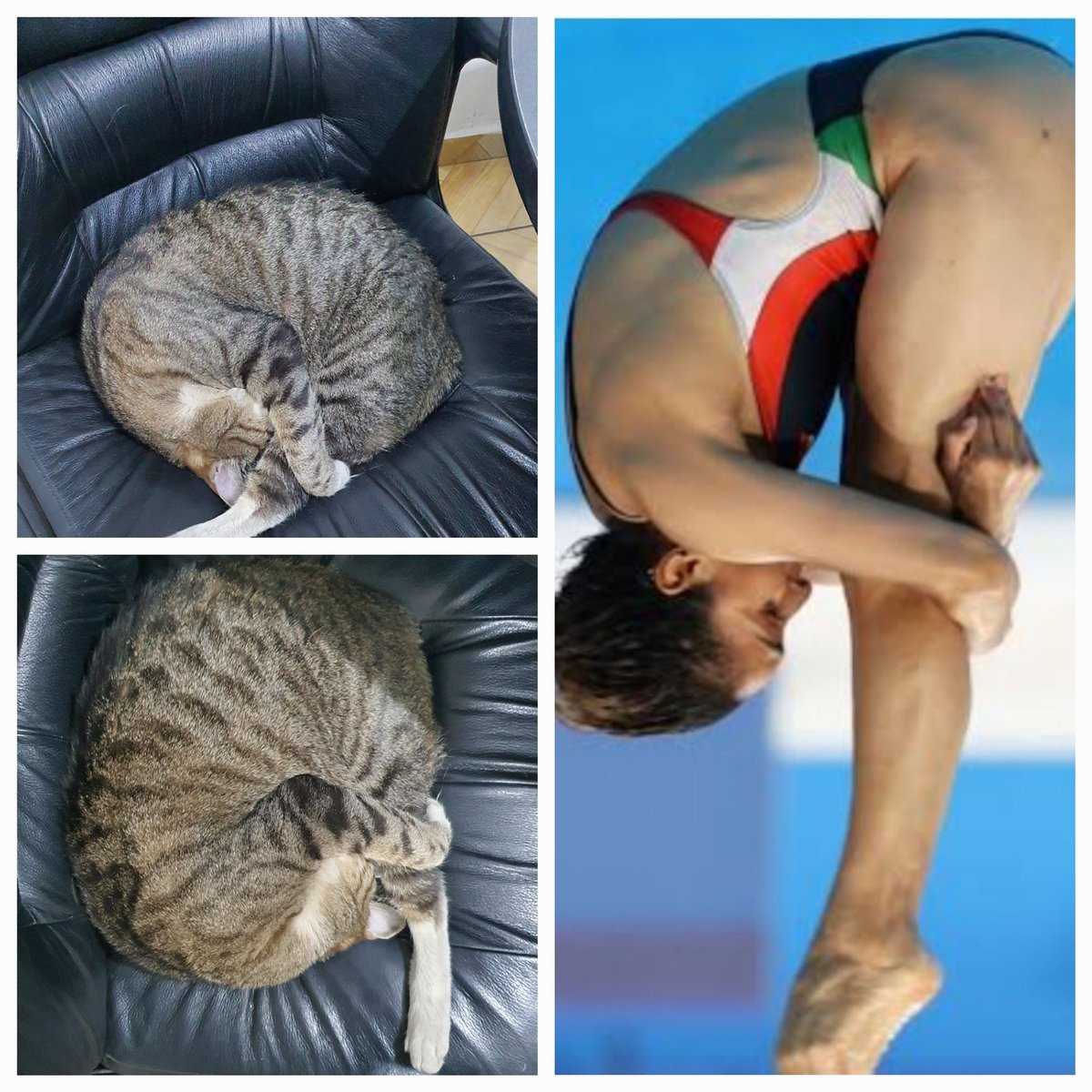 mariokm71's tweet photo. @ShouldHaveCat training for the Olympics https://t.co/kcmTd6LRog