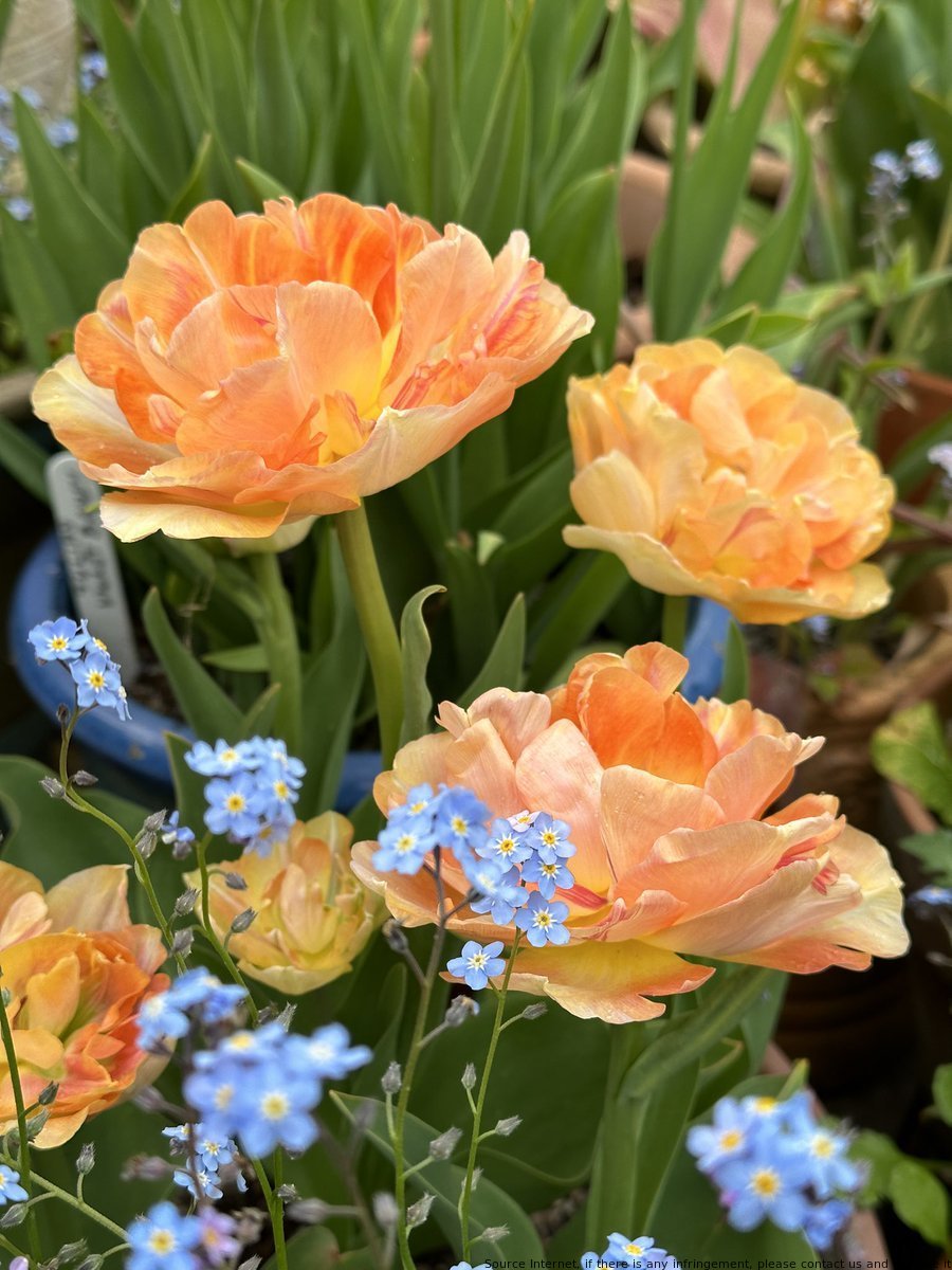 What do Dolly and TEMU have in common? They both bring beauty to your life! While you're enjoying #DollysCottageGarden, don't forget to download TEMU app with code <141822423> for up to $20 cash rewards. Your garden will thank you! #TulipTuesday #SpringFlowers 🌷🌼🌸