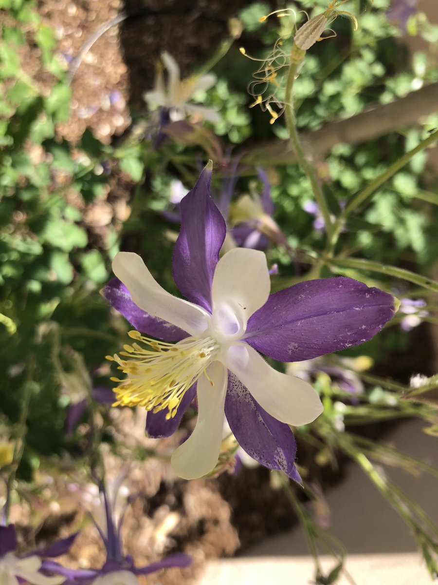 The columbine and iris are almost as tall as the tree they’re growing under this year! #gardens #Flowers #