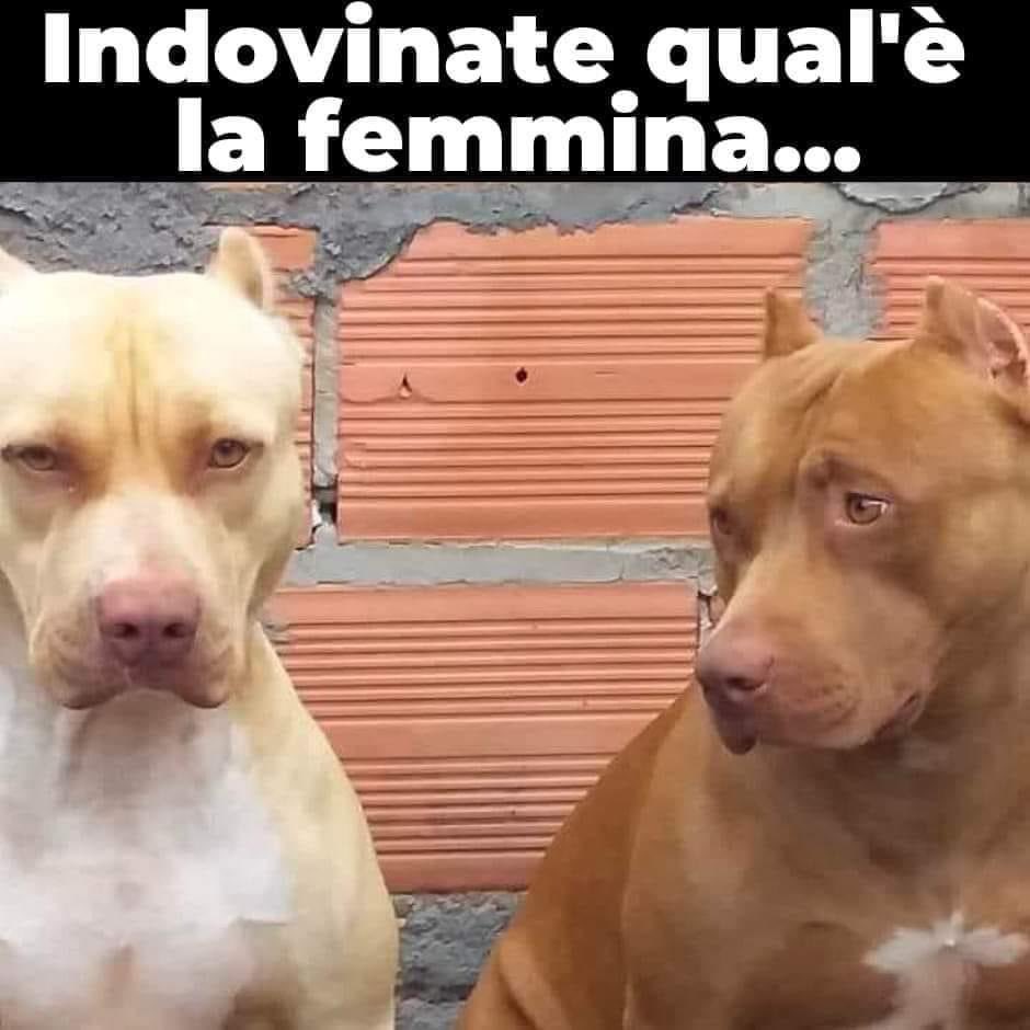 Bau 🤭