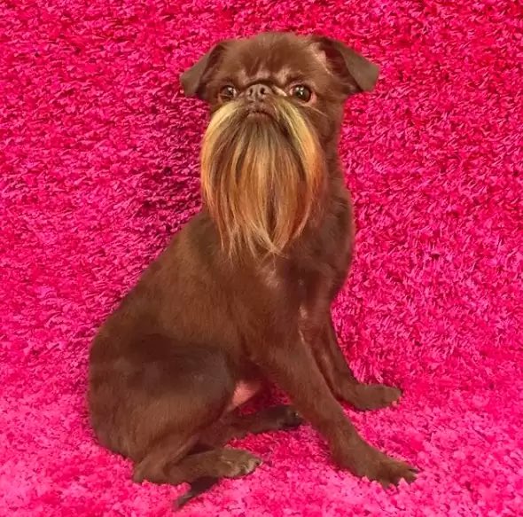 Switchbeard (@switchbeardenvy) on Twitter photo 