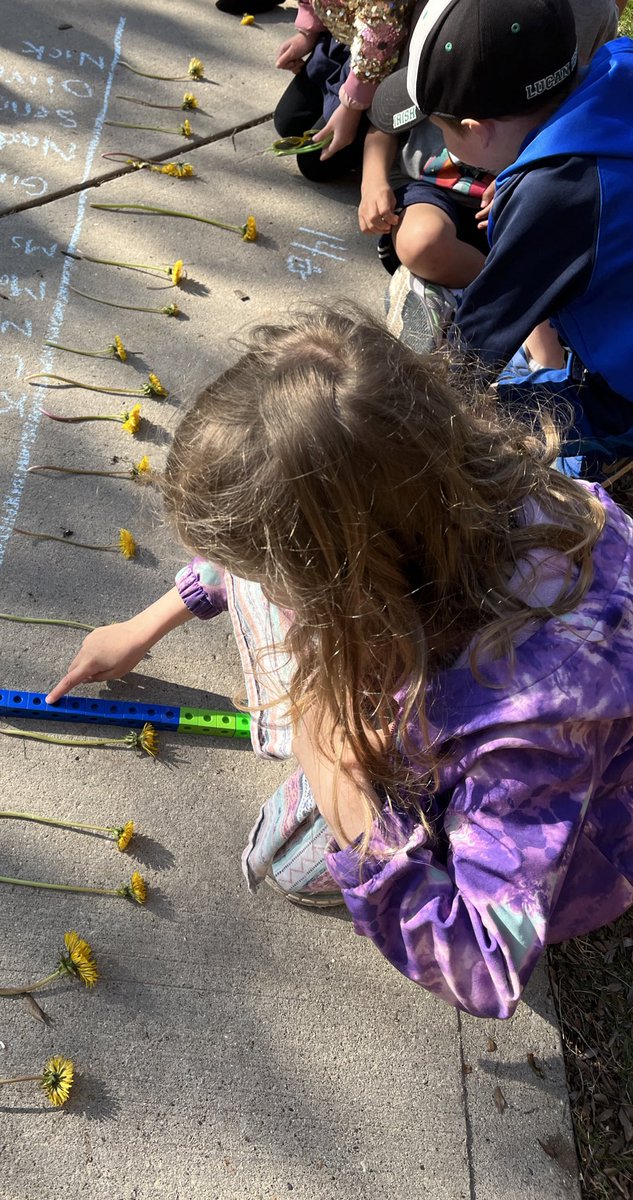 Dandelion math this morning!  Can you find the tallest dandelion?  We measured our dandelions and the tallest was 14 cubes tall! <a href="/louisearbourfi/">Louise Arbour FI</a> <a href="/TVDSBKinder/">TVDSBKindergarten</a>
