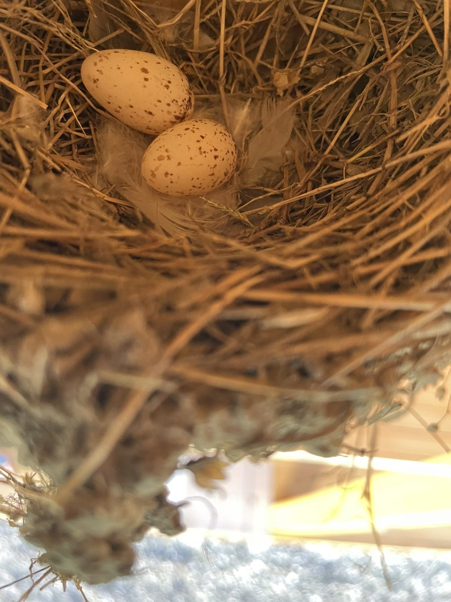 CLH0904's tweet photo. 今年は無事雀に巣を乗っ取られず昨日1個今日1個と順調にツバメが卵を産んでます😇 (まだ油断はできない。まだ雀が寄ってくる) https://t.co/GRsBT1Z5GG