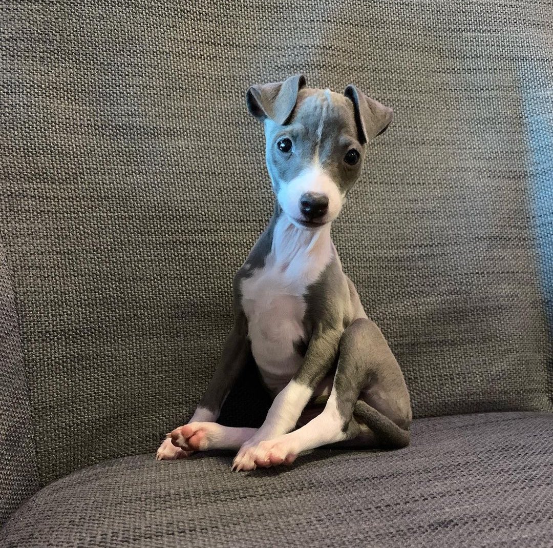 dog_rates's tweet photo. This is Phoebe. She is in the business of being tiny and cute. And let us tell you, business is booming. 12/10 https://t.co/bKUeDBPZN6