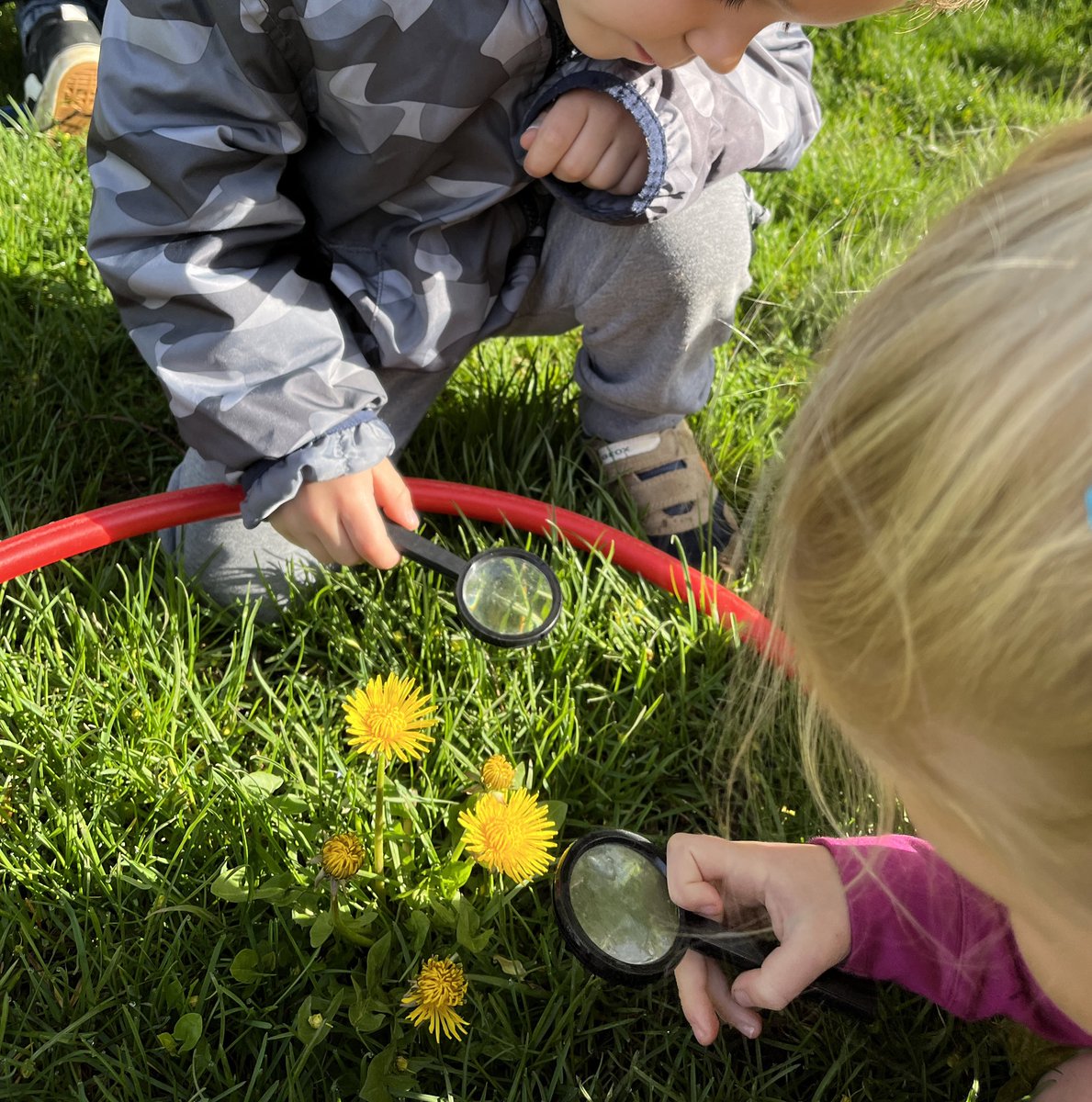 After reading Step Gently Out, we looked closely at the space within a hula hoop. We noticed dew drops, insects and of course dandelions!  <a href="/louisearbourfi/">Louise Arbour FI</a> <a href="/TVDSBKinder/">TVDSBKindergarten</a>