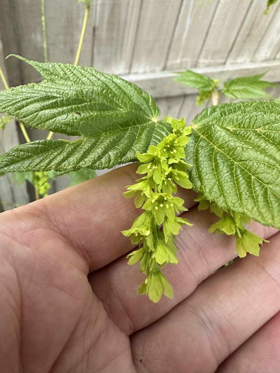 MartineBotany's tweet photo. We’re male again this year. #stripedmaple #phenology https://t.co/d1vAXPinXn