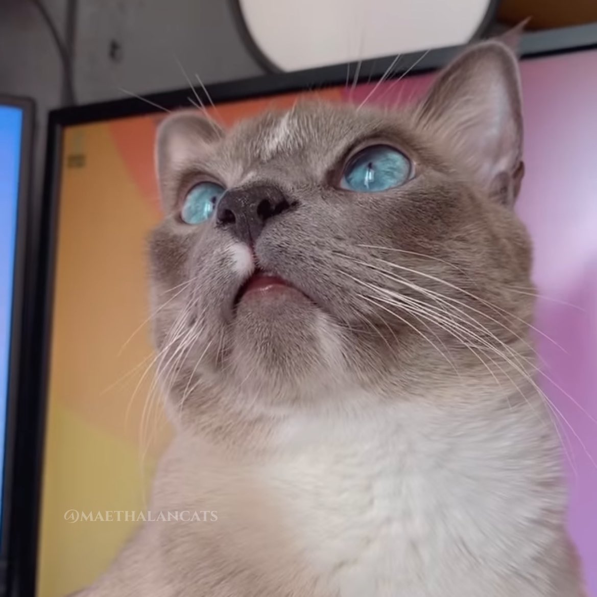 maethalancats's tweet photo. os zóin 🥰 https://t.co/6gHEQx0lk8