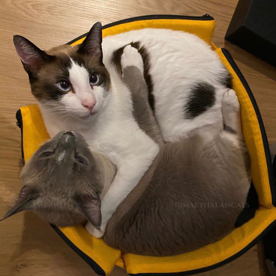 maethalancats's tweet photo. abraço quentinho https://t.co/1jQGiiEoqe