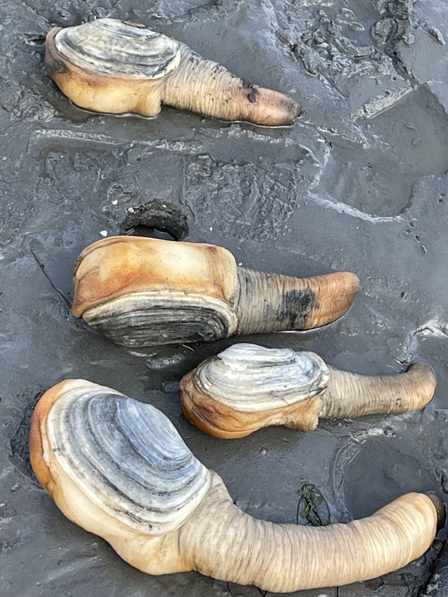 Hilary Franz on Twitter "Washington’s shellfish farms grow jobs