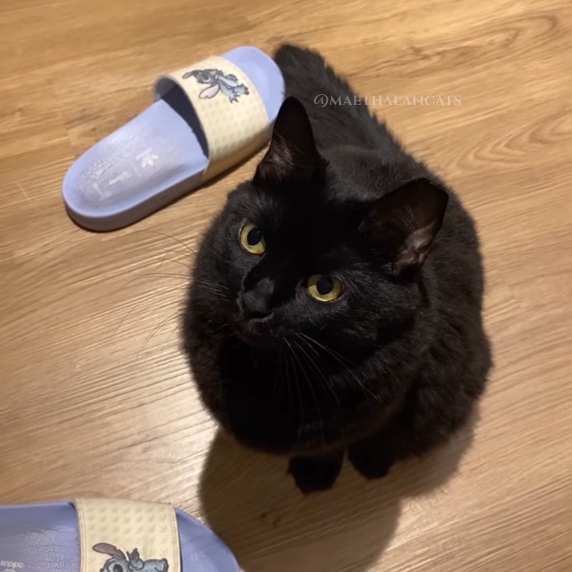 maethalancats's tweet photo. eita como espreguiça https://t.co/2E1GlzRyGh