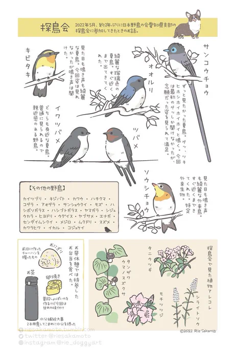 今日から愛鳥週間 探鳥会に参加したときのお話イラスト #愛鳥週間 #バードウィーク