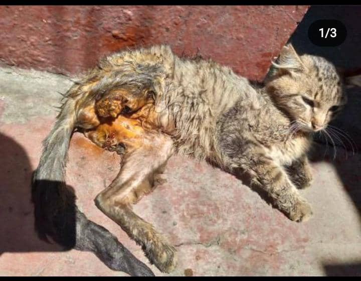 #ServicioPublico #Caracas Este gatico necesita ayuda para su tratamiento, quien lo rescató no puede costear todo. Ya se le consiguió la operación en unas semanas, pero se necesita ayuda para el tratamiento. Nro Contacto +58 424-3841389 Cynthia