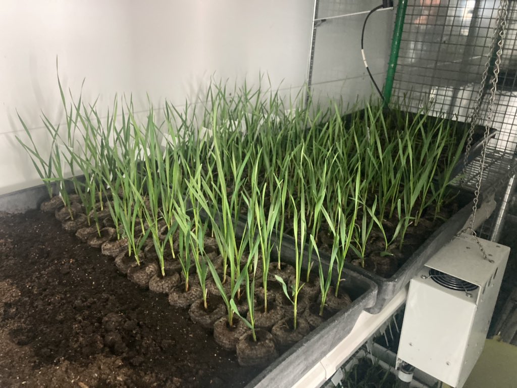 Francisco Piñera tweet media