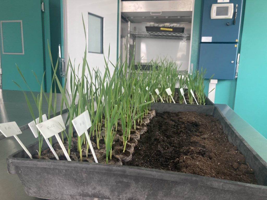 Francisco Piñera tweet media