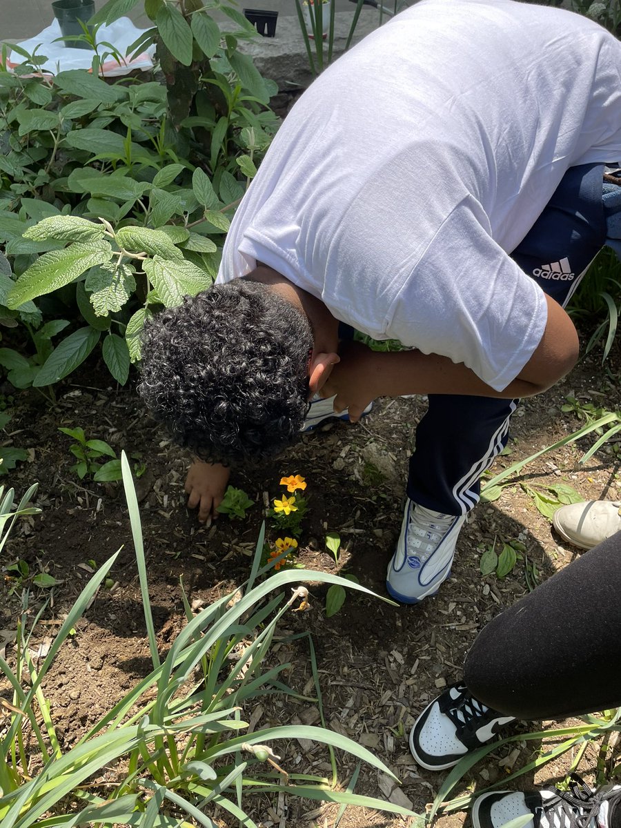 MsRuthy315's tweet photo. Working on our #CommunityScience project with @CatrockVentures 🌱 Students are not only enjoying #OutdoorLearning but also familiarizing themselves with gardening techniques, skills for park restoration, and beautifying our school community! 🌼🦋@PS315LabSchool @CSD10Bronx https://t.co/bgPq9lgw90