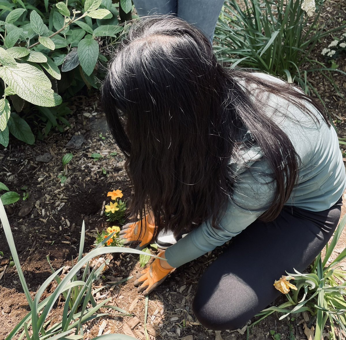 MsRuthy315's tweet photo. Working on our #CommunityScience project with @CatrockVentures 🌱 Students are not only enjoying #OutdoorLearning but also familiarizing themselves with gardening techniques, skills for park restoration, and beautifying our school community! 🌼🦋@PS315LabSchool @CSD10Bronx https://t.co/bgPq9lgw90