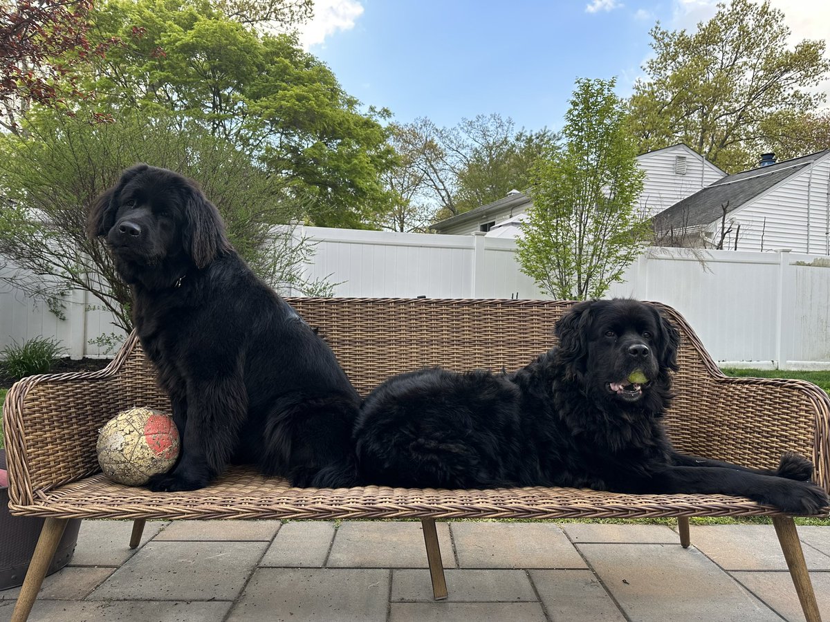 Snarkeologist's tweet photo. @WKCDOGS @FS1 @ProPlan Newfoundland! https://t.co/T18SccH1lP