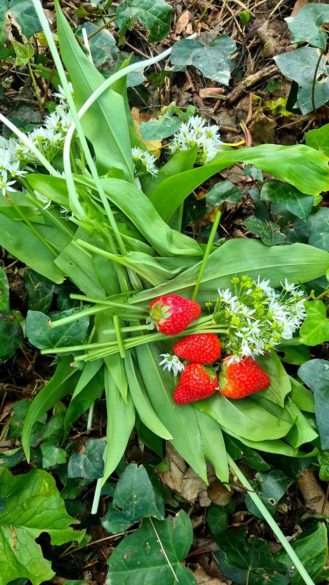 As wild garlic season is coming towards its time, Irish strawberries are beginning to shine ✨️ #wildgarlic #Foraging