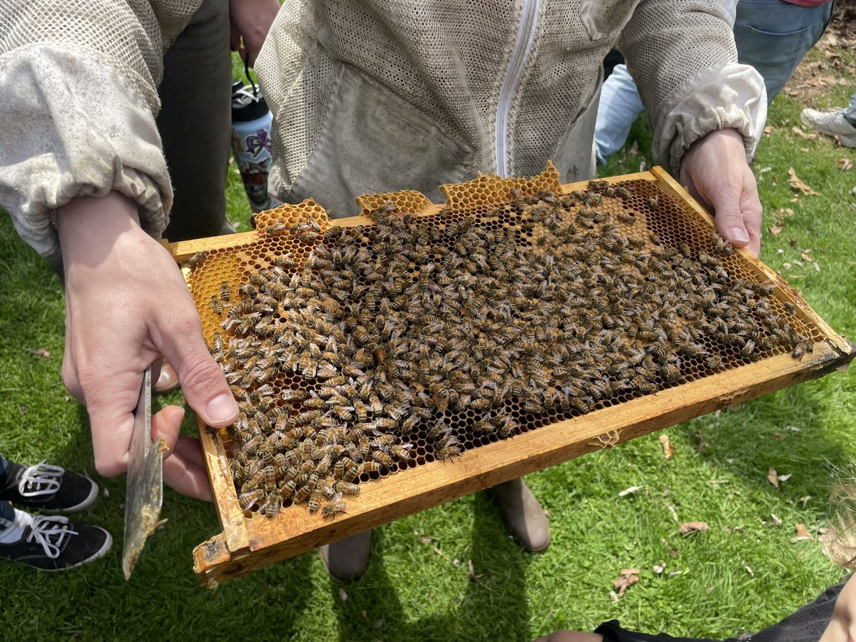annie_watsonnn's tweet photo. My dad and I had the chance to attend a introductory course on Bees &amp; Bee Keeping on the weekend! Super neat info that will hopefully allow us to utilize some of our property in the back for fruit production! 🐝🍓🫐 🌸 https://t.co/0A84FSm1Cc