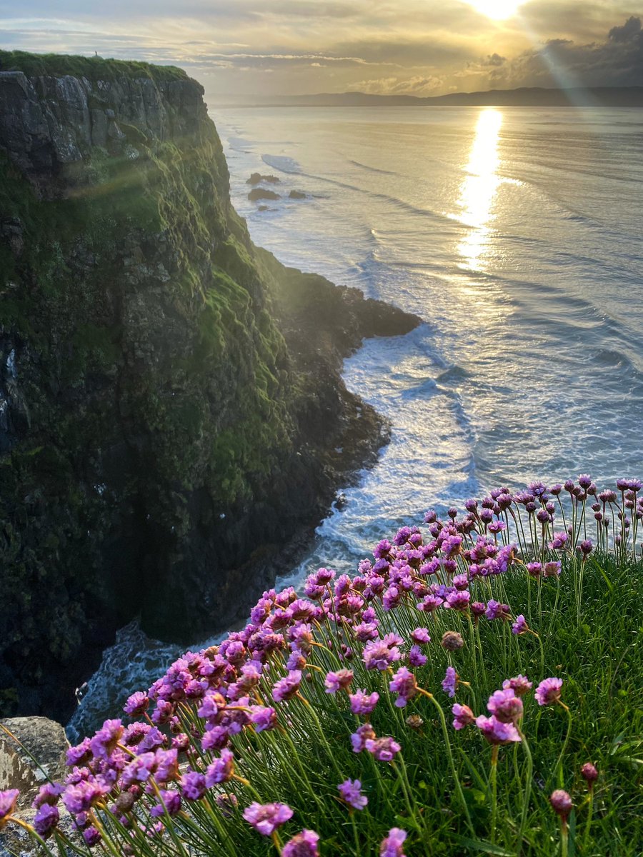 Sea pinks 💖