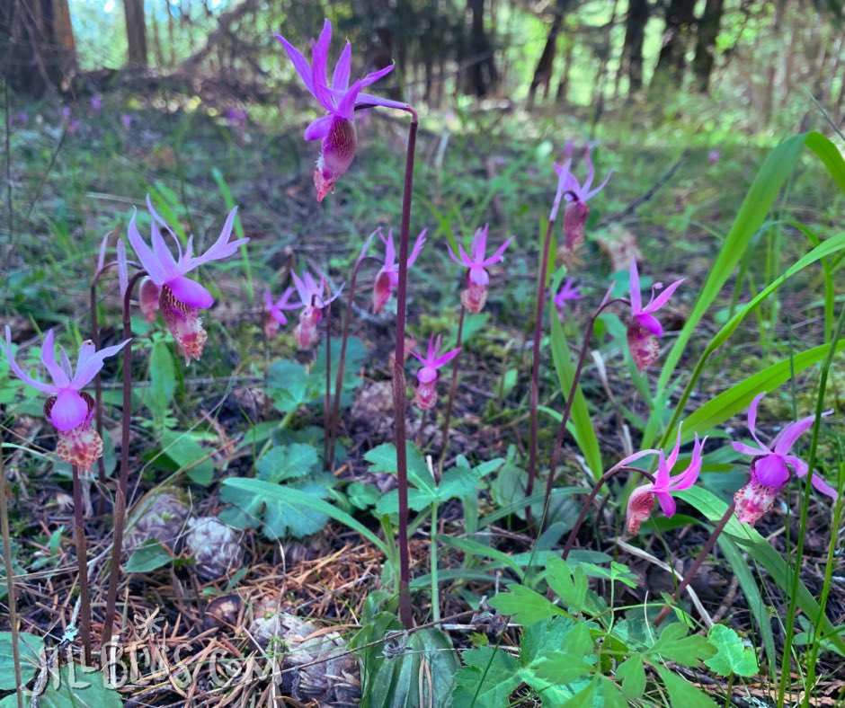 Oh, hello lovely lady slippers! I spied this grouping - the largest I’ve ever seen! - on my way to a neighbors across the island. I just had to stop and bask in their diminutive fleeting beauty.
