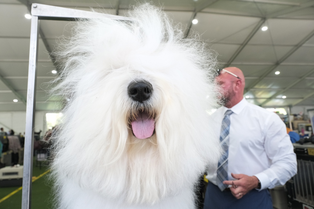 ModernDogMag's tweet photo. Best in Show goes down tonight at the 147th @WKCDOGS Show! What breed are you rooting for? πΎπ
π·: Hatnim Lee/Modern Dog #moderndog #dogs #westminsterkennelclub #wkcdogs #westminsterweek #dogsports https://t.co/OTJ1GEuxEM