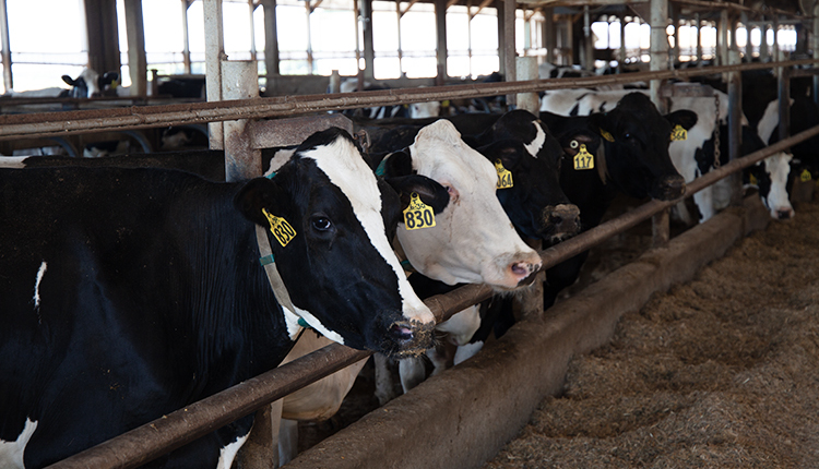 Hoard's Dairyman tweet media