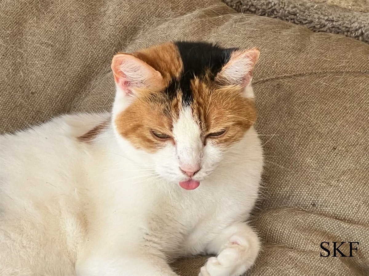 SkittlesFriends's tweet photo. Patches: Hello Everyone, here is an evening #toungeouttuesday picture from the Catico for my Twitterverse Furrends, 
😺👅🏡
#Calico 
#CatsOfTwitter 
#TailsofTheCatico https://t.co/Ob4e5Hgkg2