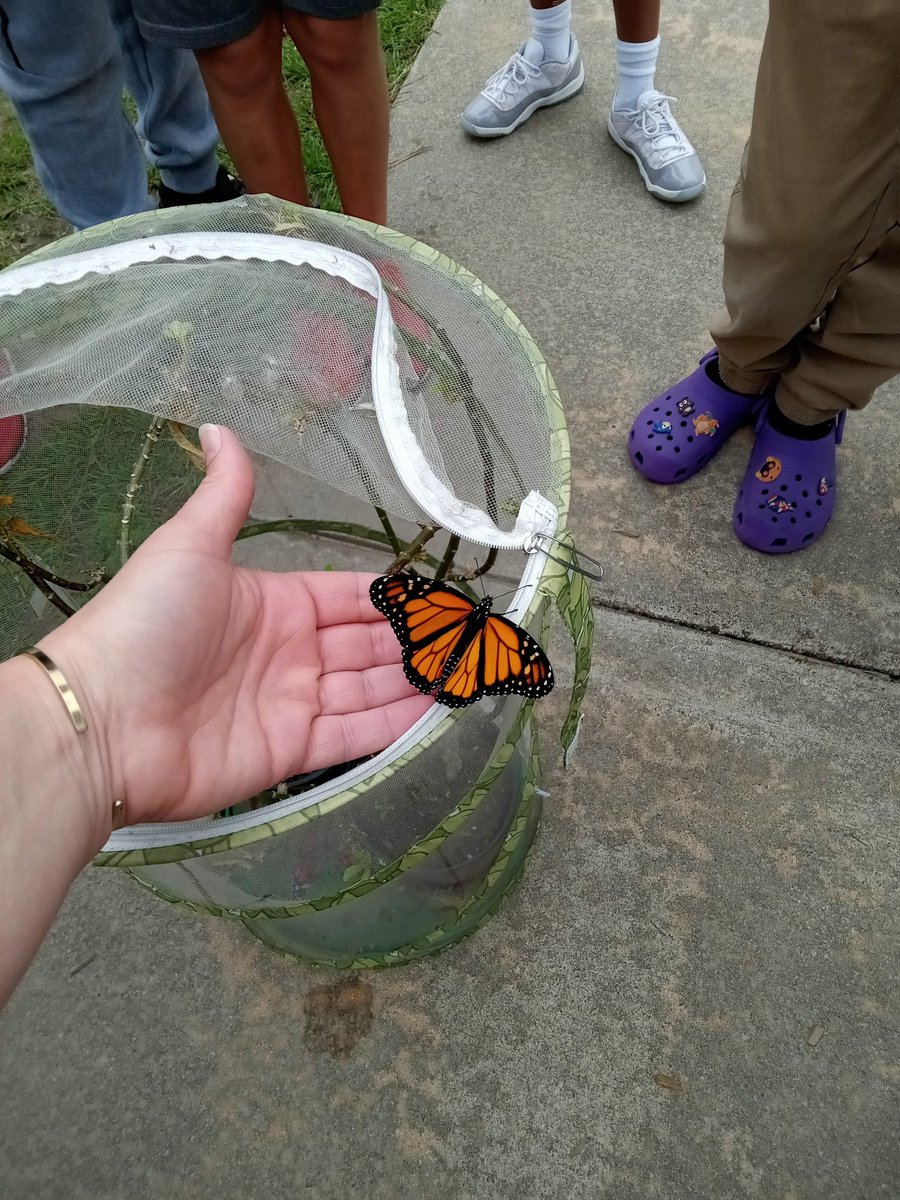 Ms.Thompson_PFE (@msthompson_pfe) on Twitter photo 🦋🦋Such a fun month watching the life cycle of the Monarch Butterfly in enrichment lab!! Our Pollen and Nectar parties were a hit and we've already released 6 Monarchs! Magical🦋🦋 <a href="/HumbleISD_PFE/">Pine Forest Elem</a> <a href="/Humble_Science/">Humble ISD Elementary Science</a> <a href="/HumbleISD/">Humble ISD</a> 🦋🦋Such a fun month watching the life cycle of the Monarch Butterfly in enrichment lab!! Our Pollen and Nectar parties were a hit and we've already released 6 Monarchs! Magical🦋🦋 <a href="/HumbleISD_PFE/">Pine Forest Elem</a> <a href="/Humble_Science/">Humble ISD Elementary Science</a> <a href="/HumbleISD/">Humble ISD</a>