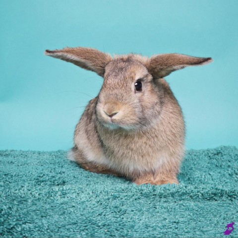 Parsley is a beautiful, baby bunny rabbit from #Murray, UT. petfinder.com/petdetail/6416…