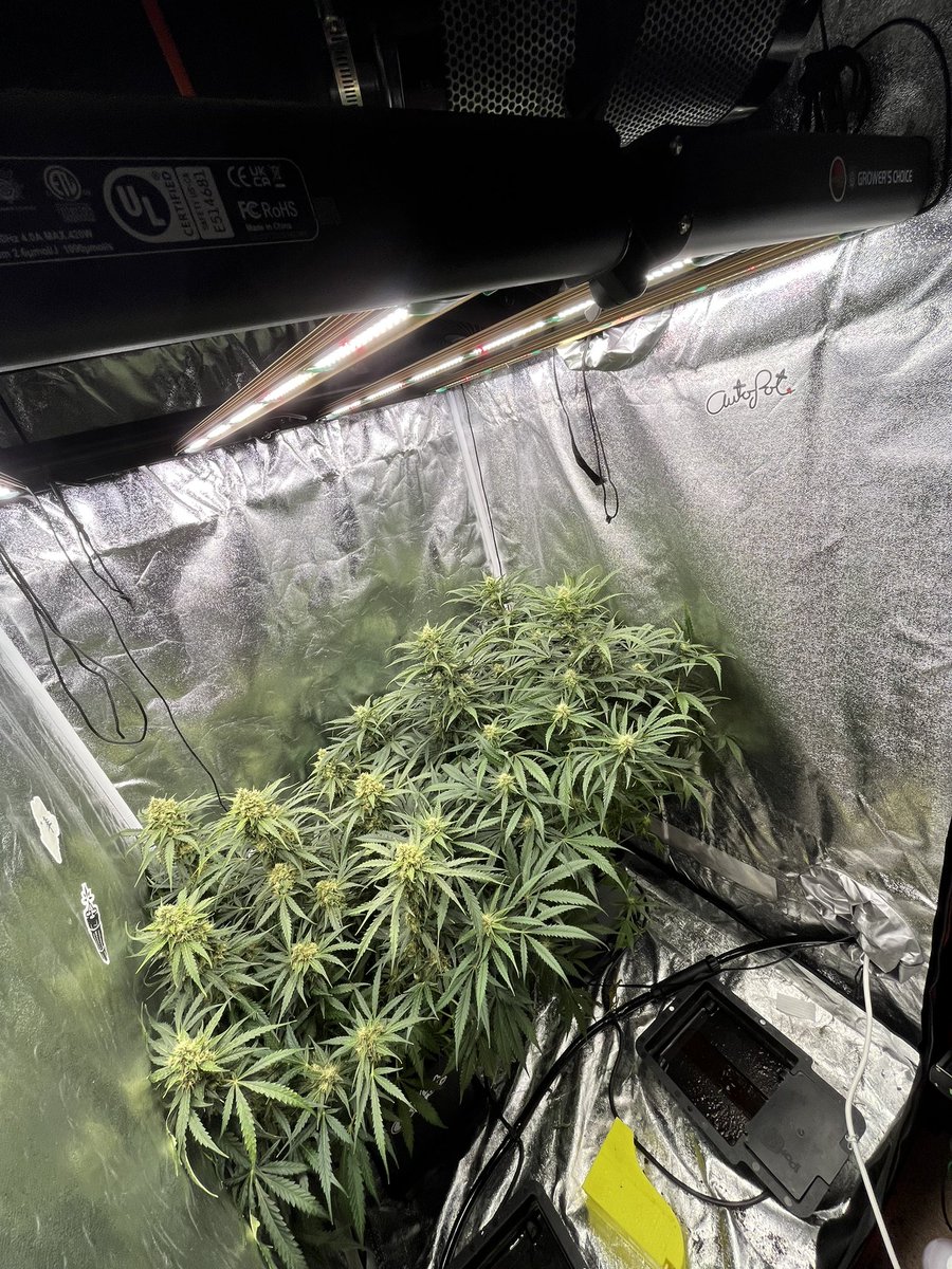 PushnPhosphorus's tweet photo. Day 58.
@autopotusa
(Pushnautopots) 10% off
@GrowersChoice_ #ROIE420 absolutely delivering. I love this light.
@Speedrunseeds supreme runtz
#Autopotusa #GrowersChoiceLEDs https://t.co/tYaMeLjAyr