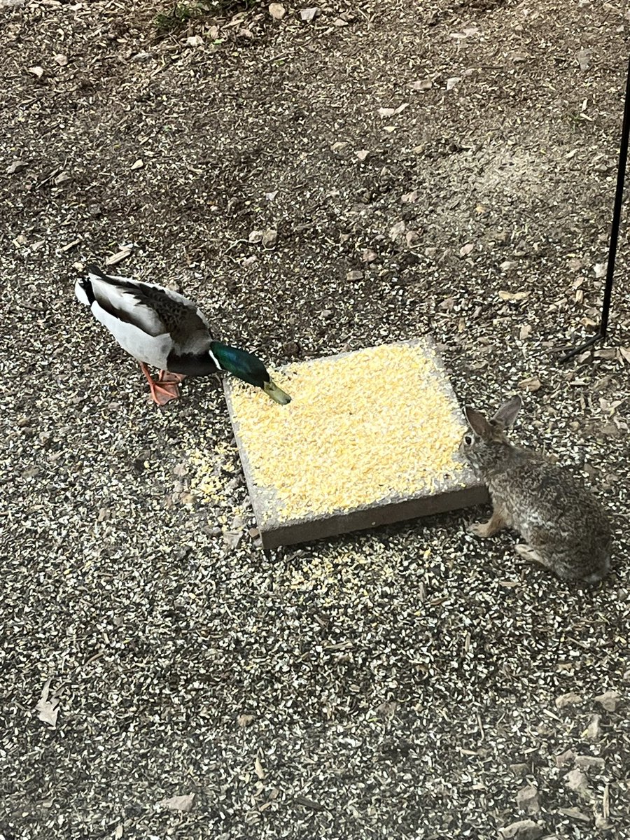 mlmasud's tweet photo. Duckies &amp; Bunnies!  @PAOnTheMic https://t.co/eZXdVxKGCU