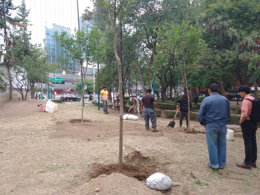 jungla_cdmx's tweet image. Ayer me llevé una decepción: En un área del @CamellonVAR, donde teníamos  previsto plantar el primer árbol de manitas de la @ColoniaFlorida, me topé con personal de la @SEDEMA_CDMX, plantando 4 truenos como restitución por un gran árbol talado por una constructora. 1/5