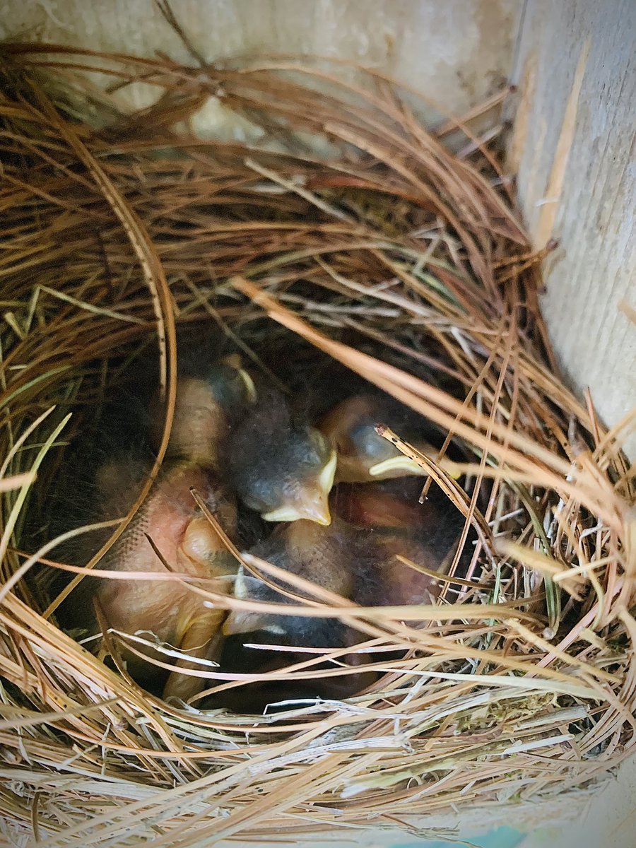 enicklow's tweet photo. Also in the yard this week - hatched baby blue birds! 🪺 https://t.co/reFlVXXEM8