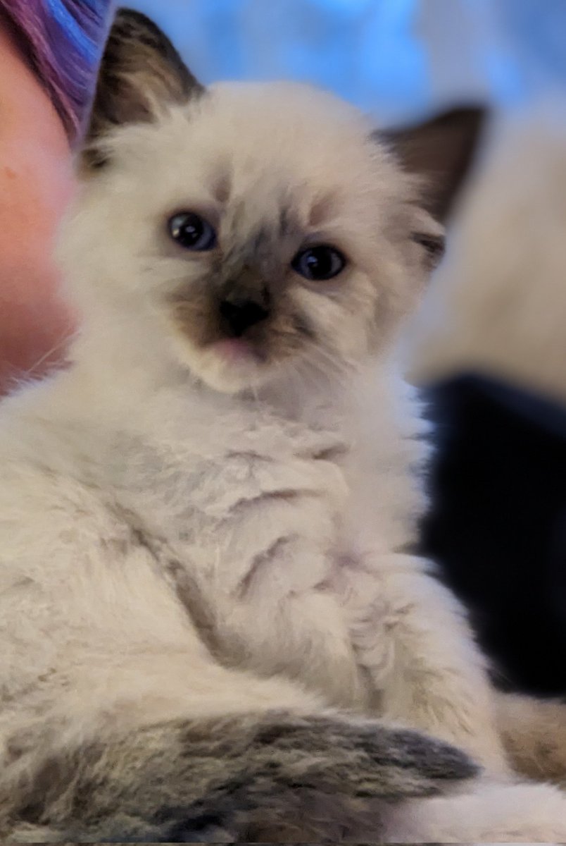 RachelDavisWI's tweet photo. This is Aziraphale. I think he is sweet and good and absolutely angelic. My other cats think he's a little bit of a bastard.  @neilhimself  @michaelsheen https://t.co/PYPaaNggXg
