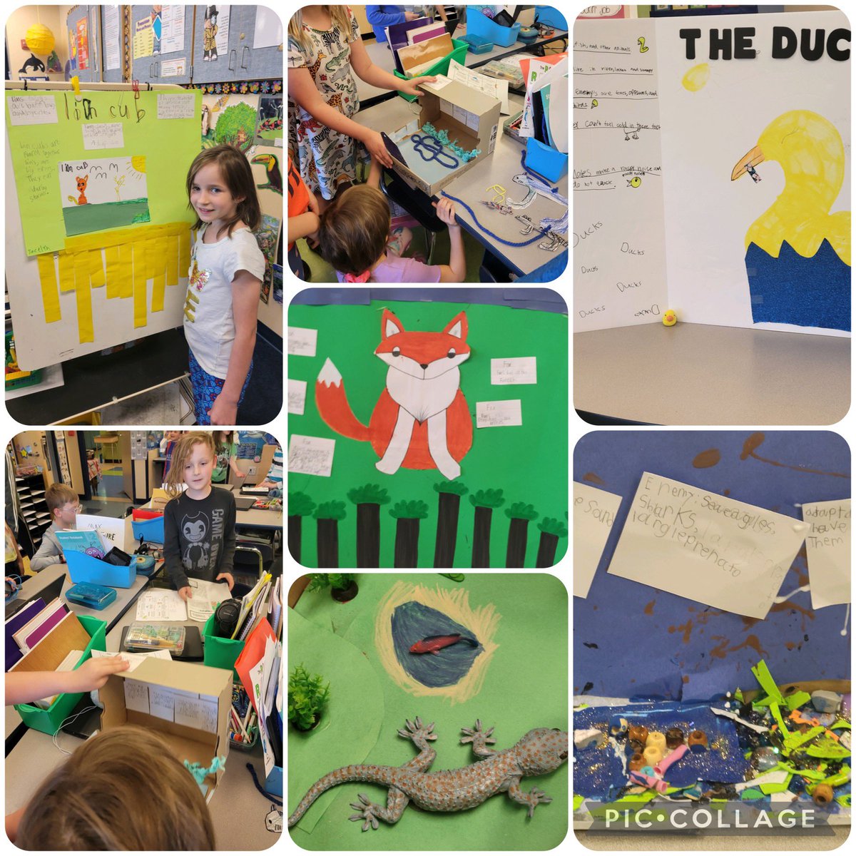 Grindstone second graders presented animal projects today! Wow! Incredible work researching and creating dioramas of your animals habitats! @BereaCSD @GrindstoneBCSD #BeATitan