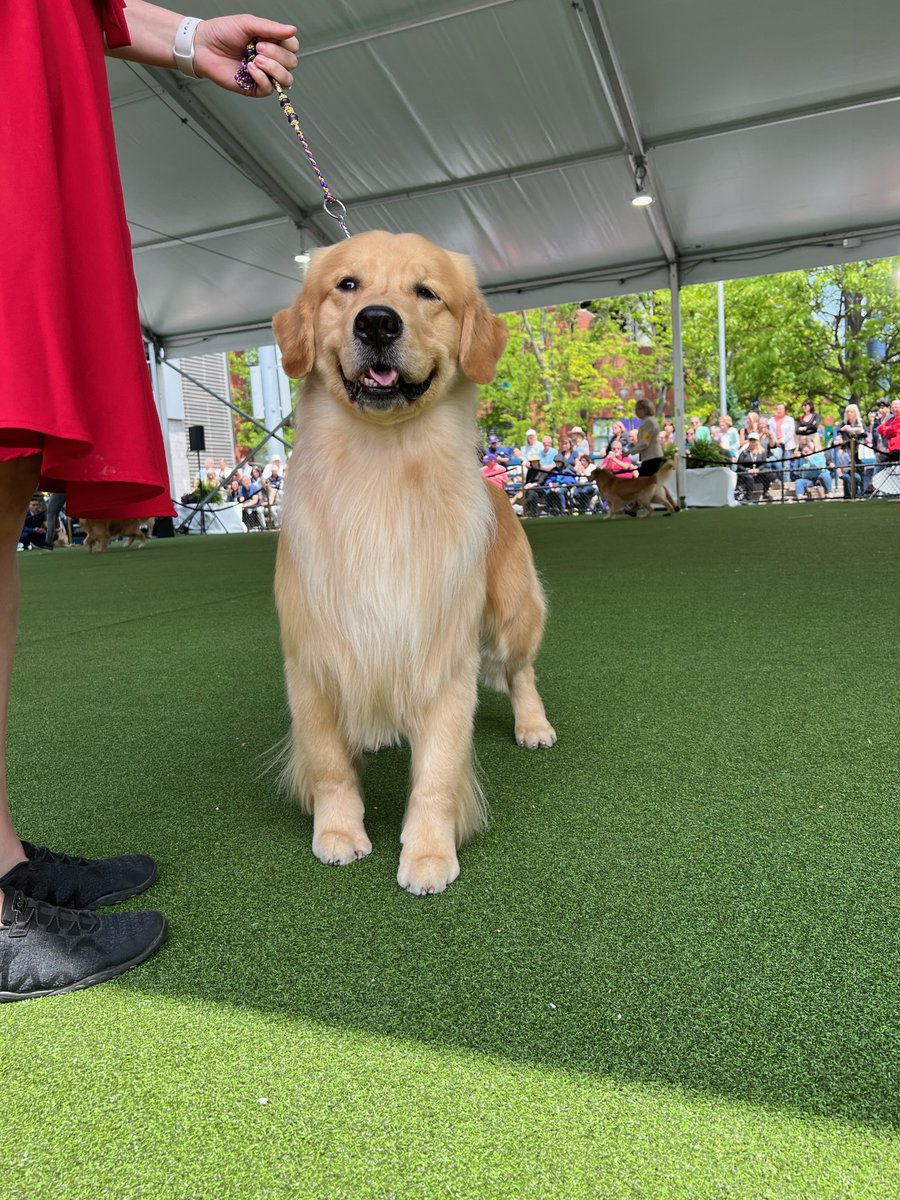 akcdoglovers's tweet photo. These breeds were bred for sporting, and that's just what they'll do!  

The Sporting Group is up!

#WestminsterDogShow https://t.co/1XVmWNLUmc