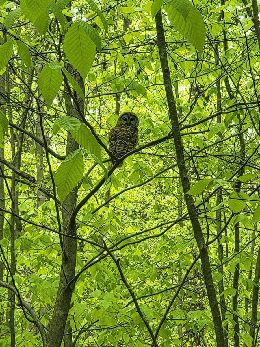 Check out this beautiful owl 🦉 Mr. Malin saw on the 6th grade camp hike! #nature #outdoorclassroom #pridepassionpurpose