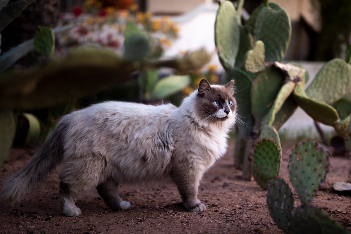 Benyang0303's tweet photo. Such a gorgeous cat just strolling in the front yard! How its owner isn't worried about it getting stolen??? https://t.co/dcbabCAzjj