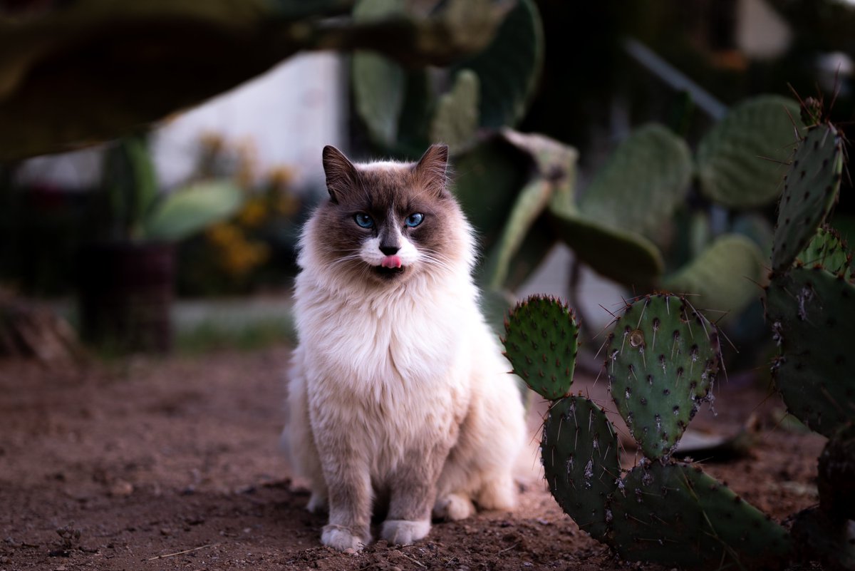 Benyang0303's tweet photo. Such a gorgeous cat just strolling in the front yard! How its owner isn't worried about it getting stolen??? https://t.co/dcbabCAzjj