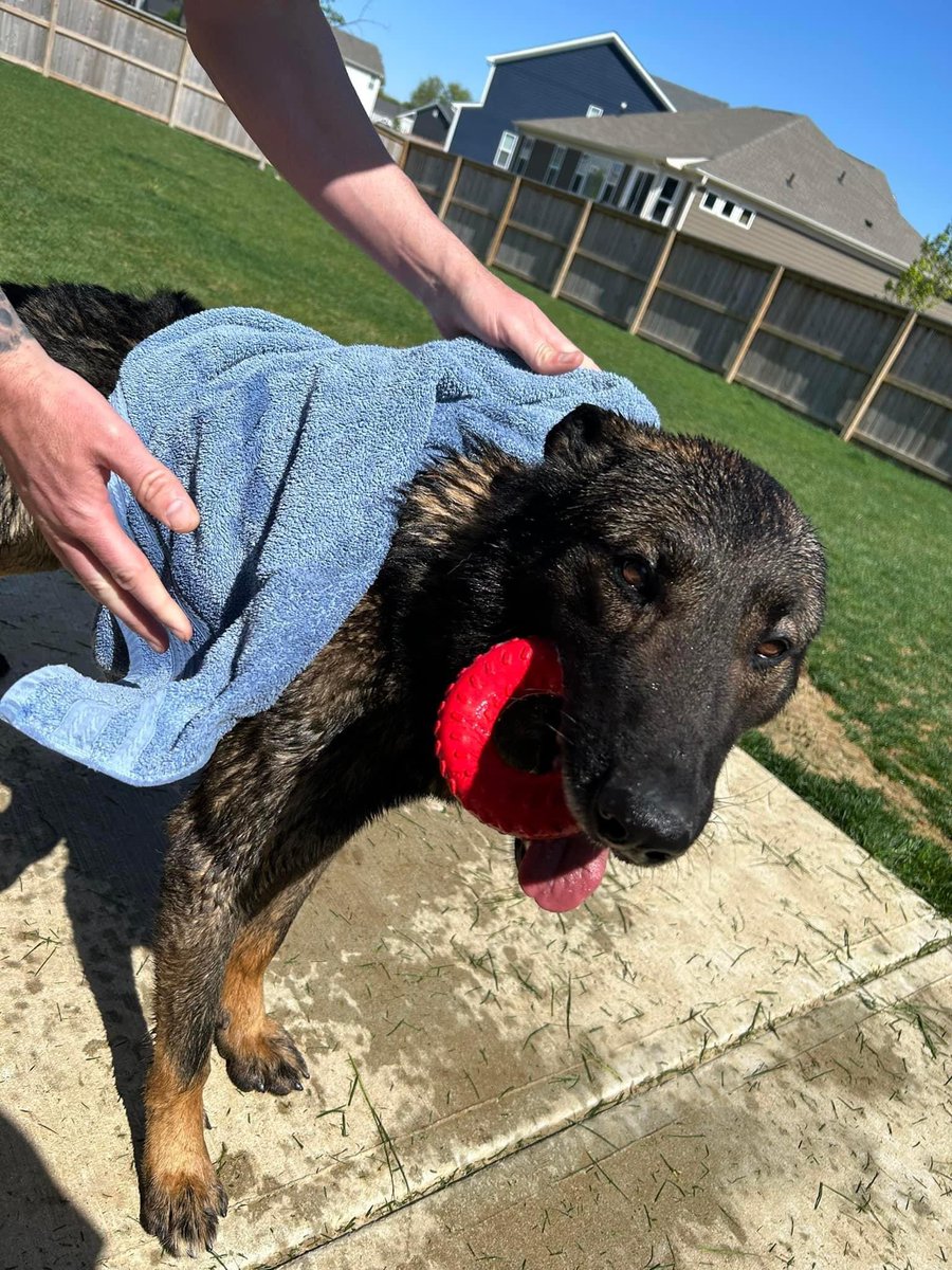 Sgt Stu 🇺🇸 on Twitter "Yard work and bath day for K9Justice"