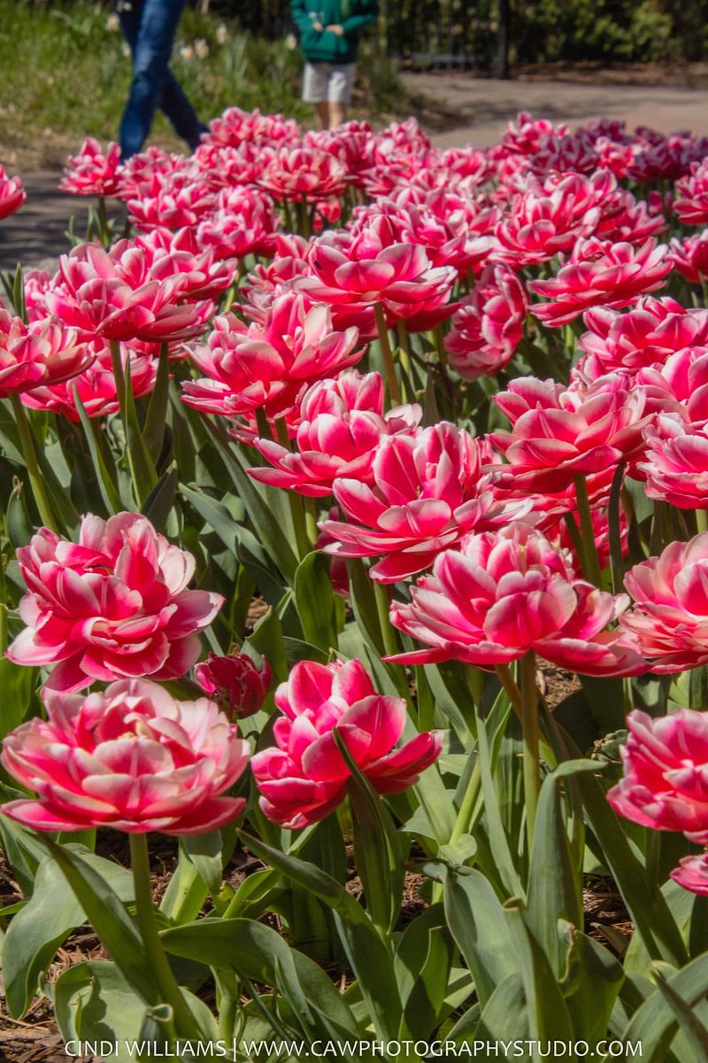 Cincinnati Zoo & Botanical Garden  . 4/9/2023  peak bloom for the 100,000 tulips planted around the zoo grounds.  It's truly a sight to see!
.
#thingstodoinohio #OhioFindItHere #ohiofindithere #cincinnatiphotography #cincinnatiphotographer
 via: CAW photography 📸